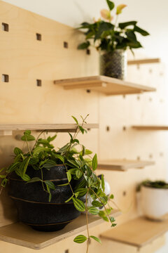 Black planter is holding trailing green vines on plywood pegboard shelves, with pink anthurium