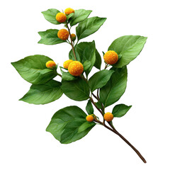 A bright yellow craspedia flower with green leaves isolated on transparent background, showcasing its spherical shape and vibrant color