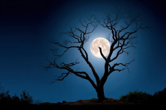 A leafless tree silhouetted against a bright full moon in a dark night landscape