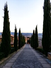 Cobblestone road lined with tall cypress trees leading towards distant buildings