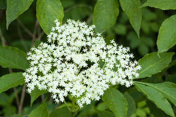 białe kwiaty czarnego bzu w lesie © © Jakacki