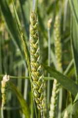 pola uprawy pszenicy zwyczajnej, kłosy pszenicy © © Jakacki