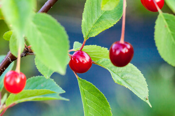 czerwone owoce wiśni na drzewie