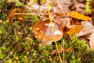 Piękne grzyby leśne, Borowik szlachetny, Boletus edulis © © Jakacki
