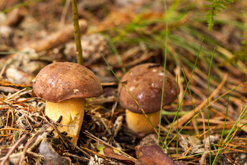 piękne grzyby leśne, podgrzybek brunatny, Imleria badia 