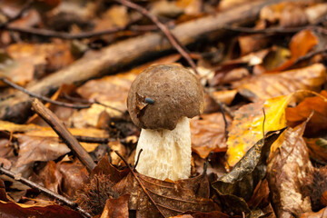 piękne grzyby leśne, Kozak szarobrązowy, Leccinum brunneogriseolum © © Jakacki
