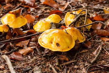 grzyby leśne, maślak żółty, Suillus grevillei  © © Jakacki