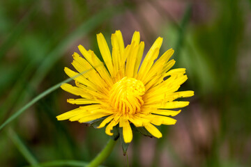 żółty kwiat w lesie, mniszek pospolity, Taraxacum © © Jakacki