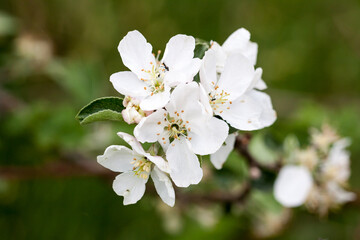 piękne białe kwiaty jabłoni w sadzie