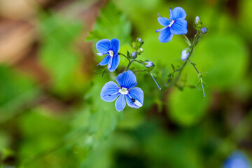 Piękne niebieskie kwiaty leśne, Przetacznik ożankowy, Veronica chamaedrys