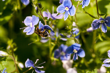 Pszczoła na niebieskich kwiatach , przetacznik ożankowy, Veronica chamaedrys