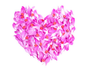 Petals of bauhinia and euphorbia roses flower in heart shape isolated on transparent background.