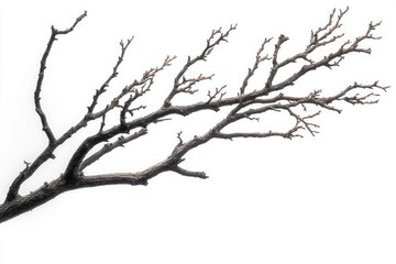 Obraz premium dry tree branch with multiple offshoots isolated on a white background conveying a minimalistic and stark natural form