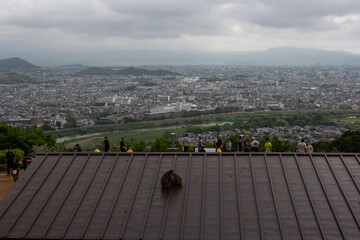 Monkey watches his land from atop his roof