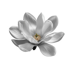 Obraz premium A monochrome white magnolia flower in full bloom, isolated on transparent background, showing its elegant form