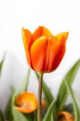 Fototapeta premium the first tulip to grow