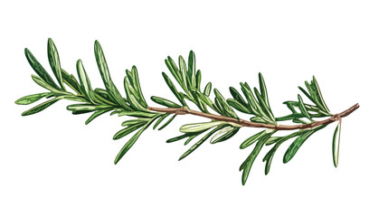 Fototapeta premium Realistic Hand-Drawn Rosemary Plant Branch Illustration
