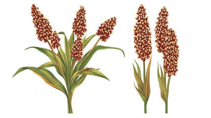 Obraz premium Sorghum Agriculture Plant with Seeds Grain Vector Illustration
