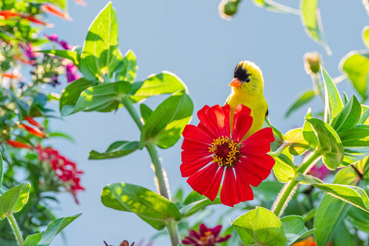 Yellow goldfinch bird perched on red zinnia flower in garden
