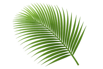 Obraz premium Vivid green palm frond rendered in high-definition 3d, floating against transparent backdrop, highlighting natural botanical detail