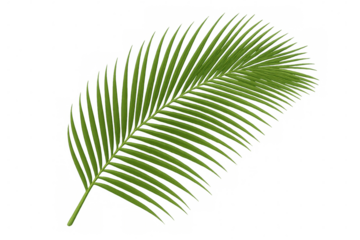Green palm leaf 3d rendering, transparent background, highlighting botanical details for tropical design applications