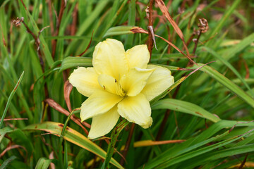 Fototapeta premium ヘメロカリス「ダブルキューティー」 Daylily 'Double Cutie'