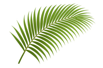 Fototapeta premium Tropical palm leaf featuring a transparent background, enhancing summer and nature-themed projects with its vibrant green hues and exotic flair