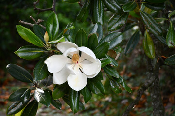 タイサンボク　Southern magnolia