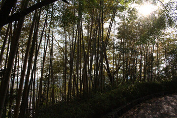 Bamboo forest in Kyoto Japan