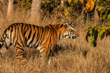 Tigress Roaming Her Territory in the Wild Jungle Searching for Prey