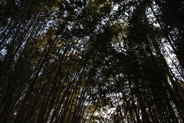 Bamboo Forest 