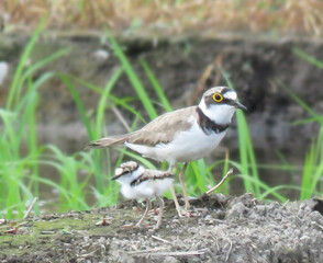 コチドリの親子