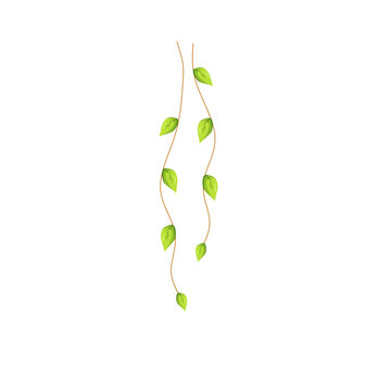 Hanging vine leaves 