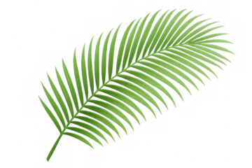 Tropical palm leaf featuring a transparent background, enhancing summer or jungle-themed designs with vibrant greenery and exotic flair