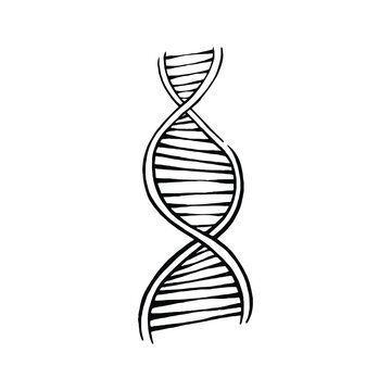 Hand-drawn illustration of a DNA helix.