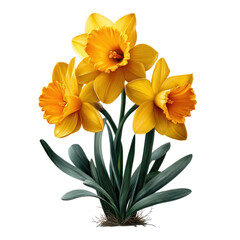 Fototapeta premium A vibrant bouquet of yellow daffodils with orange centers, isolated on transparent background, showcases the beauty of spring flowers