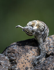 Yellow-pine Chipmunk (Tamias amoenus) in Turnbull National Wildlife Refuge, WA