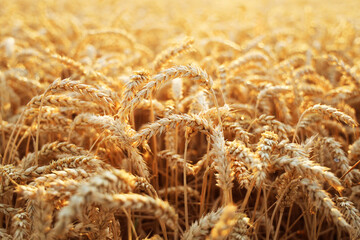Wheat field. Ears of golden wheat close up. Beautiful Nature Sunset Landscape. Rural Scenery under...