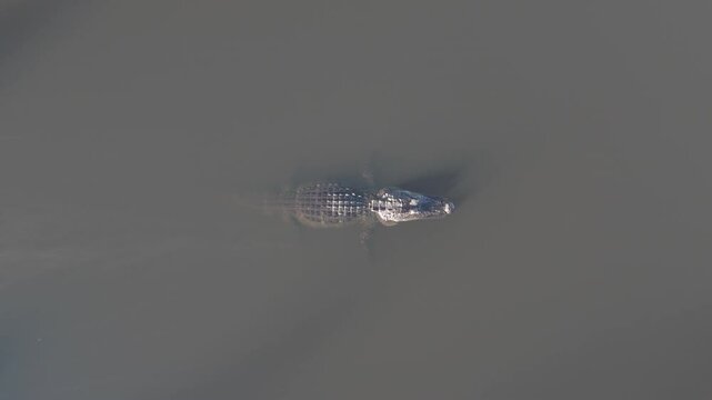 Aerial view of alligator in serene swamp, USA.