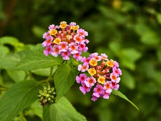 lantana camara flowers on blurry background