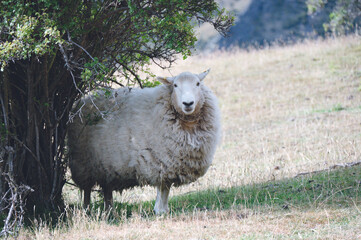 Sheep on the Isthmus Peak Track, New Zealand