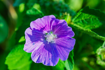 Obraz premium Anoda cristata, llamada comúnmente malva cimarrona o alache es una especie de la familia Malvaceae.