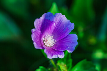 Obraz premium Anoda cristata, llamada comúnmente malva cimarrona o alache es una especie de la familia Malvaceae.