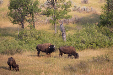 Bison herd at Theodore Roosevelt National Park, South Unit, North Dakota, USA