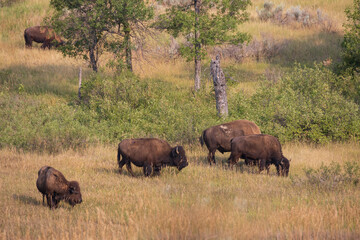 Bison herd at Theodore Roosevelt National Park, South Unit, North Dakota, USA