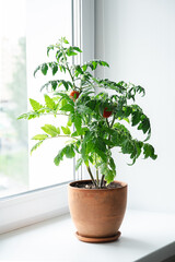 Compact tomato plant in a clay pot on window sill with natural light. Home gardening and fresh food cultivation.
