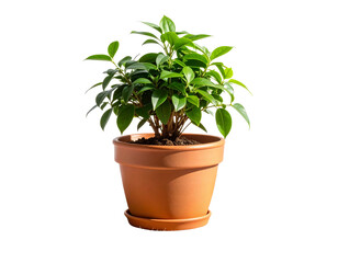 Obraz premium Angled Side View of Potted Green Plant on Rustic Burlap with Bright Outdoor Light, Isolated PNG