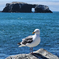 Seagull Standing on Rocky Coastline