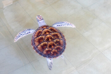 A sea turtle swims in the pool inside the conservation center