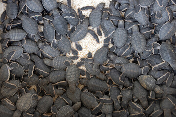 Newborn sea turtles to be released into the ocean